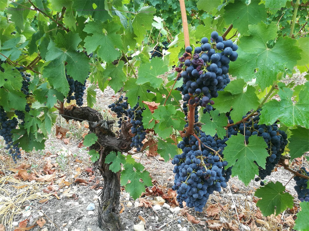 紅酒有哪些好色先生入口好色先生黄色APP呢